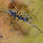 White-Footed House Ant
